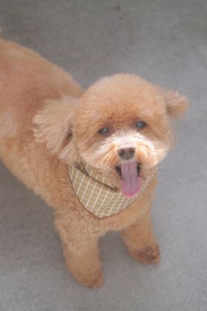 チョコちゃん ブログ Dog Garden Cherry Blossom 静岡県浜松市