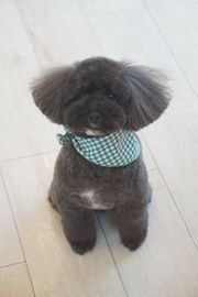 ホップちゃん