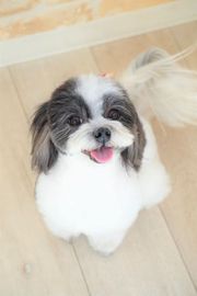 ぱんちちゃん