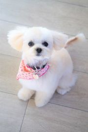 ももちゃん
