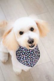 いちごちゃん