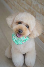 シュクルちゃん