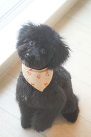 メルちゃん