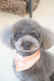 リリーちゃん