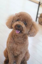ココちゃん