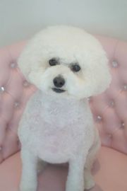 シフォンちゃん