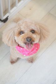 夢ちゃん