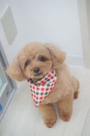 ココちゃん