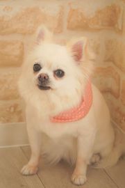 すみれちゃん