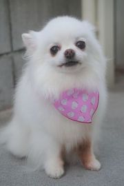 ＬＯＣＯちゃん