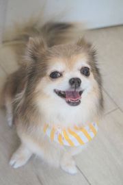 ルルちゃん