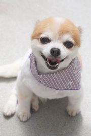 風太ちゃん