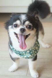クッキーちゃん