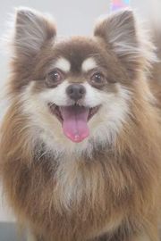 リッツちゃん