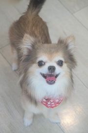 ルルちゃん
