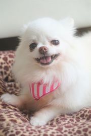 LOCOちゃん