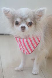 COCOちゃん