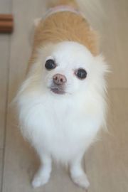 ココちゃん