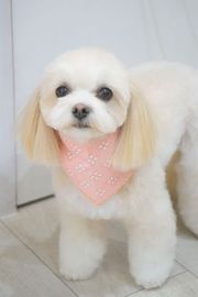 ももちゃん