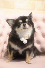 メイちゃん