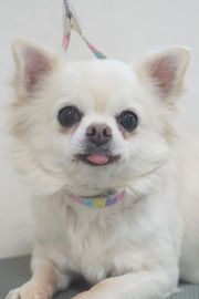 すみれちゃん