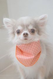 COCOちゃん