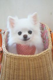 LOCOちゃん