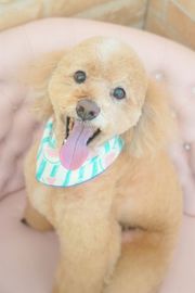 レンちゃん