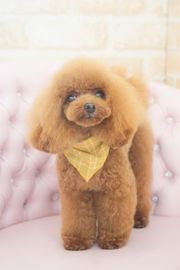 きなこちゃん