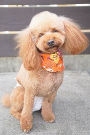 ボミちゃん